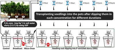 A comparative study of localized phosphorus application and broadcasting method on biomass production and their use efficiency on Chilli (Capsicum annuum) under alkaline soil